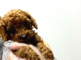 Vonalp Pet Garantisiyle Efsane Güzelli̇kte Toy Poodle