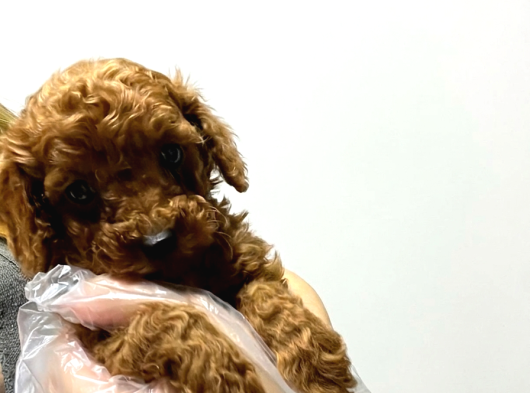 Vonalp Pet Garantisiyle Efsane Güzelli̇kte Toy Poodle görsel