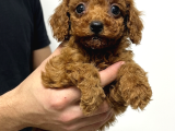 VONALP PET GARANTISIYLE EFSANE GÜZELLİKTE TOY POODLE