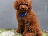 Anne Ve Babayi Görerek Toy Poodle Yavrular
