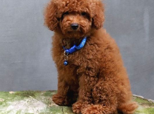 Anne Ve Babayi Görerek Toy Poodle Yavrular görsel