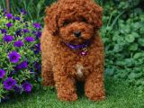 Anne Ve Babayi Görerek Toy Poodle Yavrular