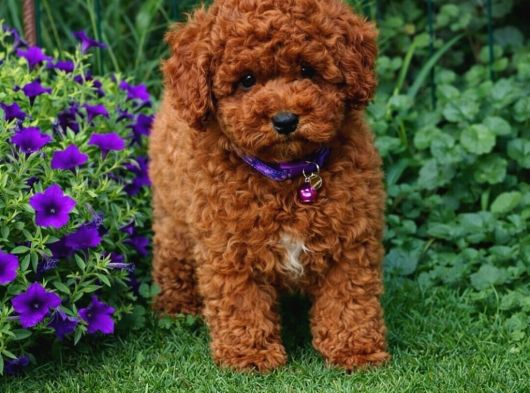 Anne Ve Babayi Görerek Toy Poodle Yavrular görsel