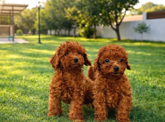 Anne Ve Babayi Görerek Toy Poodle Yavrular görsel