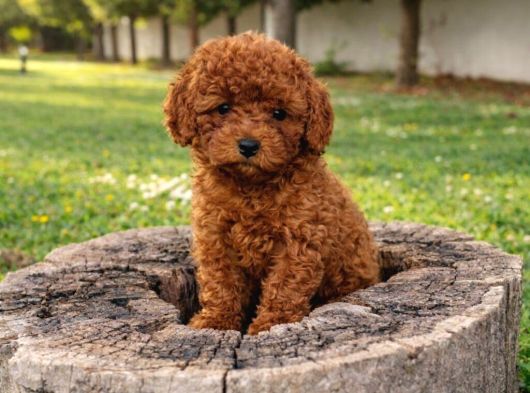 Anne Ve Babayi Görerek Toy Poodle Yavrular