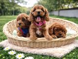 ANNE BABA GERÇEK CAVAPOO YAVRULARIMIZ