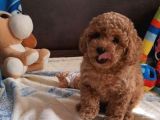 Anne Ve Babayi Görerek Toy Poodle Yavrular