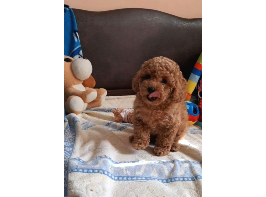 Anne Ve Babayi Görerek Toy Poodle Yavrular görsel