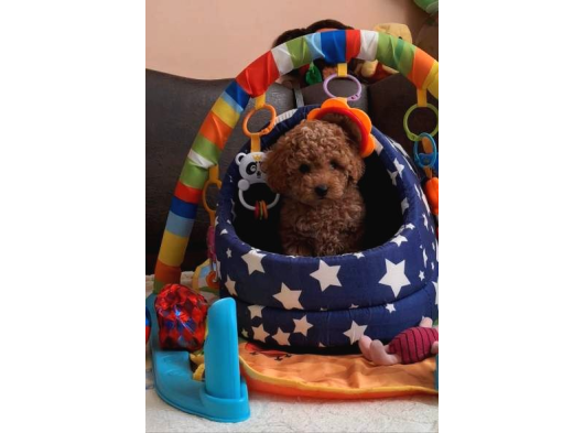 Anne Ve Babayi Görerek Toy Poodle Yavrular görsel