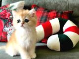 British Shorthair Golden Poiny Ny12Açiklamayi Okuyunu
