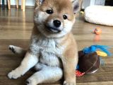 Kaliteli Kan Hattından Shiba Inu  Yavrular