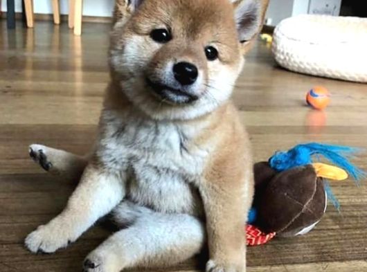 Kaliteli Kan Hattından Shiba Inu  Yavrular görsel