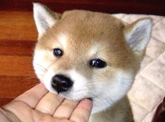 Kaliteli Kan Hattından Shiba Inu  Yavrular görsel