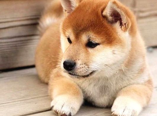 Kaliteli Kan Hattından Shiba Inu  yavrular