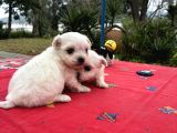 Maltese Terri̇er