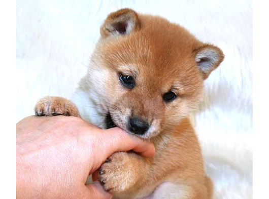 Kaliteli Kan Hattından Shiba Inu  Yavrular görsel