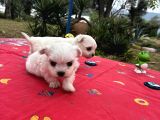 Maltese Terri̇er
