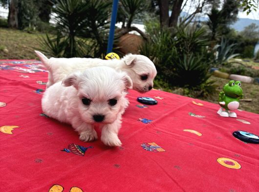 Maltese Terri̇er görsel