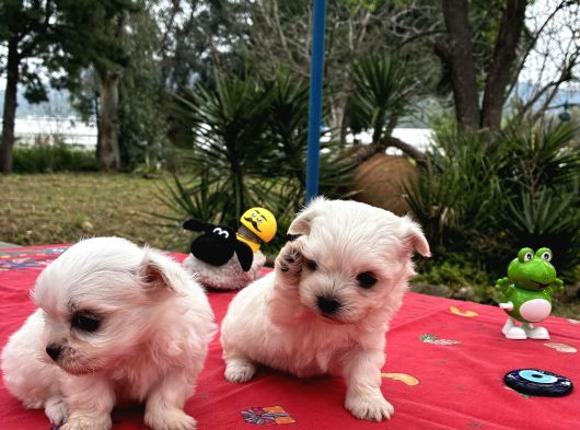 Maltese Terri̇er görsel