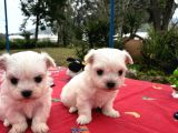 MALTESE TERRİER
