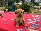 TOY POODLE