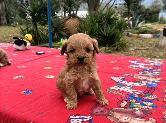 Toy Poodle görsel