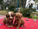 Toy Poodle