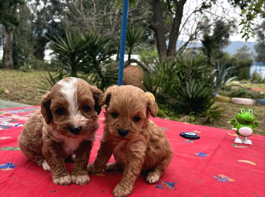 Toy Poodle görsel