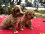 Toy Poodle