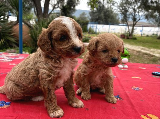 Toy Poodle görsel