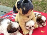 Shi̇h Tzu Şi̇tzuuu