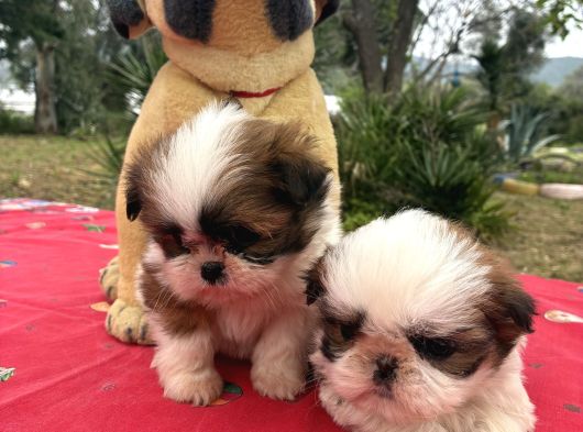 Shi̇h Tzu Şi̇tzuuu görsel