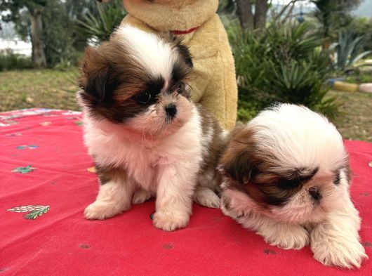Shi̇h Tzu Şi̇tzuuu görsel