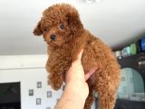 Show Kalite Micro Tea Cup Kore Poodle Yavrularımız