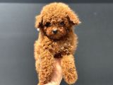Show Kalite Micro Tea Cup Kore Poodle Yavrularımız