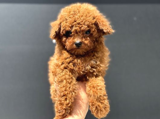 Show Kalite Micro Tea Cup Kore Poodle Yavrularımız görsel