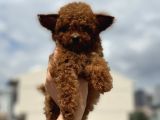 Show kalite micro tea cup kore poodle yavrularımız