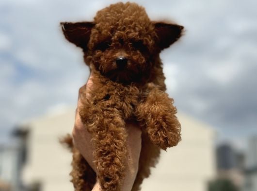 Show Kalite Micro Tea Cup Kore Poodle Yavrularımız