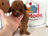 Show Kalite Micro Tea Cup Kore Poodle Yavrularımız