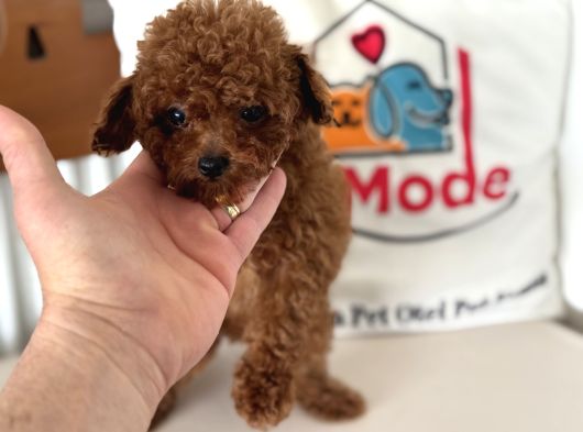 Show Kalite Micro Tea Cup Kore Poodle Yavrularımız görsel