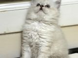 Longhai̇r Kali̇teli̇ Bebekler