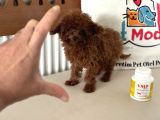 Show Kalite Micro Tea Cup Kore Poodle Yavrularımız