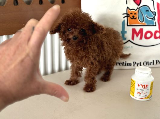Show Kalite Micro Tea Cup Kore Poodle Yavrularımız görsel
