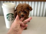 Show Kalite Micro Tea Cup Kore Poodle Yavrularımız