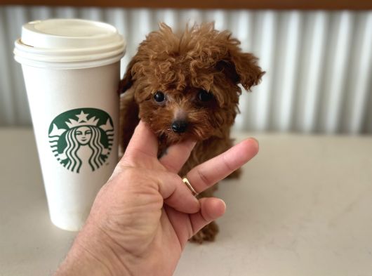 Show Kalite Micro Tea Cup Kore Poodle Yavrularımız görsel