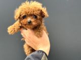 Show Kalite Micro Tea Cup Kore Poodle Yavrularımız