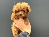 Show Kalite Micro Tea Cup Kore Poodle Yavrularımız