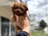 Show Kalite Micro Tea Cup Kore Poodle Yavrularımız