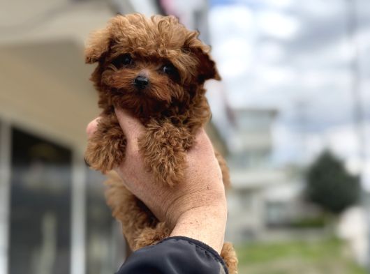 Show Kalite Micro Tea Cup Kore Poodle Yavrularımız görsel
