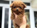 Show Kalite Micro Tea Cup Kore Poodle Yavrularımız